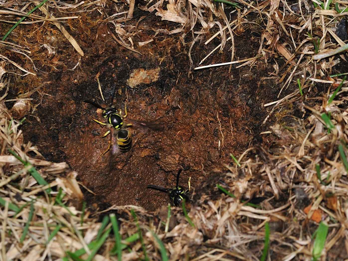 Nido di Vespula cfr germanica nel terreno